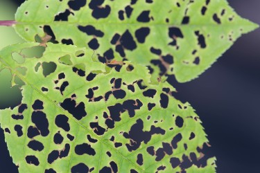 leaf with holes