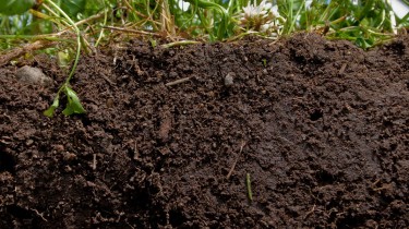 Close up of soil.