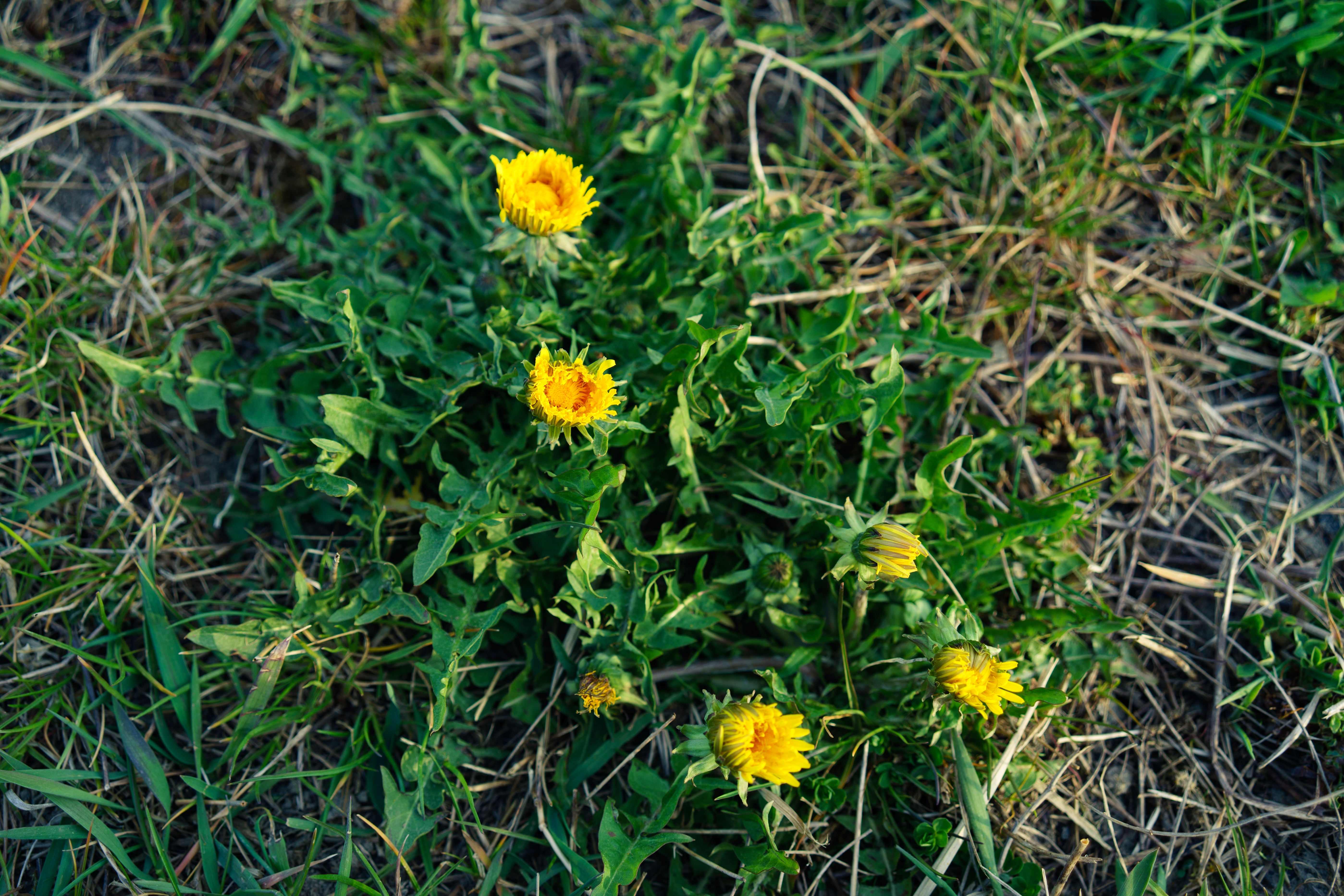 How To Identify & Kill These Annoying Lawn Weeds